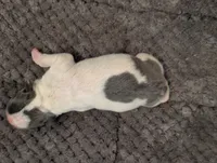 Jack (Black Collar), a male Boston Terrier for sale in Littleton, CO – 3 of 9