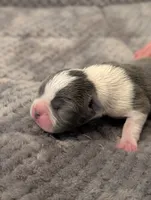 Duke Winters (Blue Collar), a male Boston Terrier for sale in Littleton, CO – 5 of 10