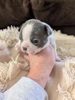 Jack (Black Collar), a male Boston Terrier for sale in Littleton, CO – 8 of 9