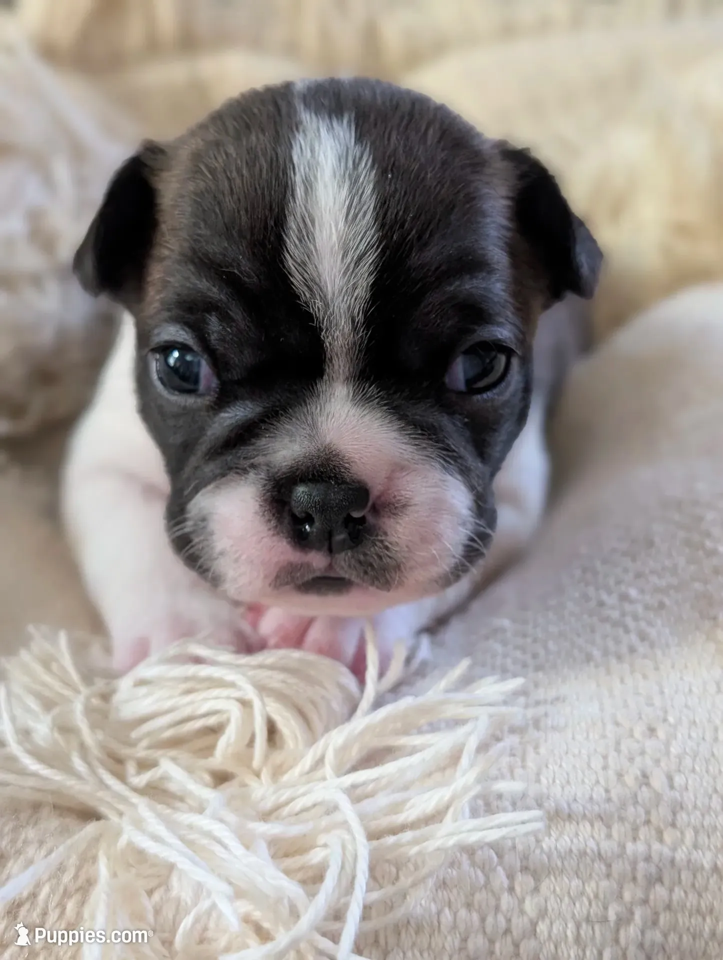 Nipsy (Green Collar), a male Boston Terrier for sale in Littleton, CO – 2 of 10