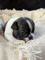 Nipsy (Green Collar), a male Boston Terrier for sale in Littleton, CO – 10 of 10