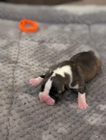 Pumpkin (Orange Collar), a female Boston Terrier for sale in Littleton, CO – 7 of 10