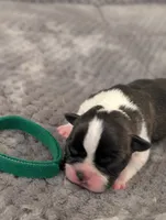 Nipsy (Green Collar), a male Boston Terrier for sale in Littleton, CO – 7 of 10