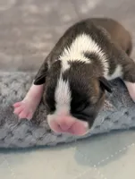 Pumpkin (Orange Collar), a female Boston Terrier for sale in Littleton, CO – 4 of 10
