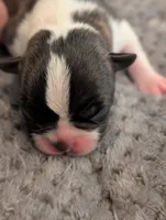 Nipsy (Green Collar), a male Boston Terrier for sale in Littleton, CO – 8 of 10