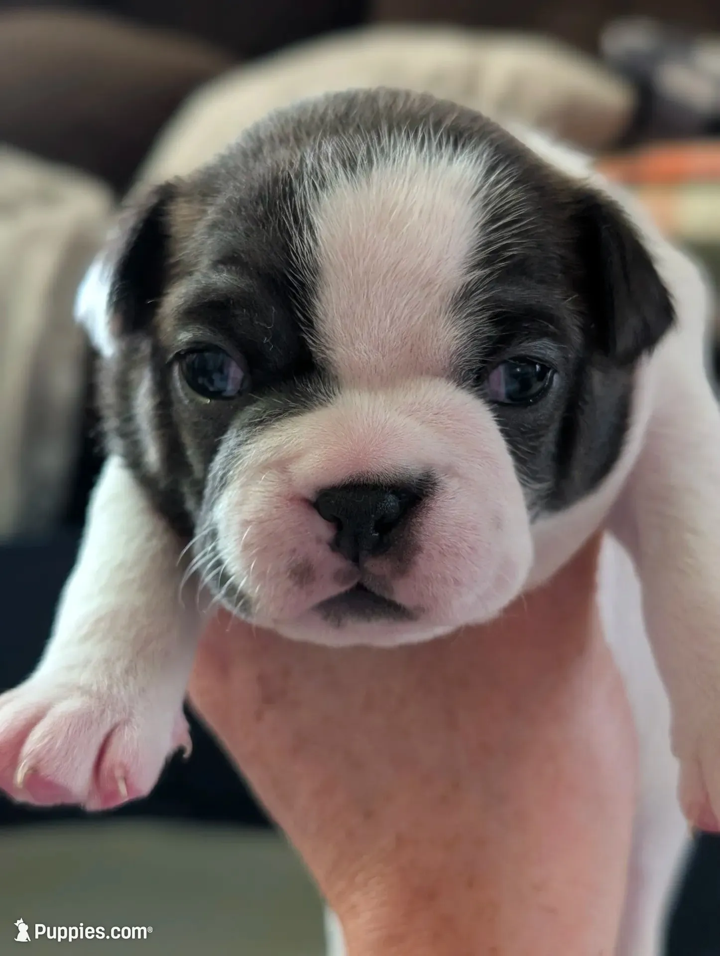 Cowey Leche (Pink Collar), a female Boston Terrier for sale in Littleton, CO – 2 of 10