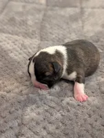 Pumpkin (Orange Collar), a female Boston Terrier for sale in Littleton, CO – 6 of 10