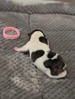 Cowey Leche (Pink Collar), a female Boston Terrier for sale in Littleton, CO – 4 of 10