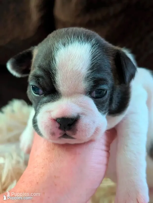 Cowey Leche (Pink Collar) – Boston Terrier puppy on hold in Littleton, CO
