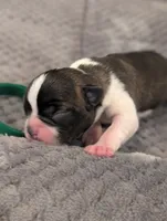 Nipsy (Green Collar), a male Boston Terrier for sale in Littleton, CO – 6 of 10