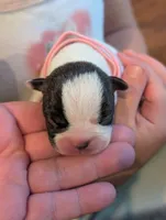 Cowey Leche (Pink Collar), a female Boston Terrier for sale in Littleton, CO – 3 of 10