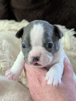 Jack (Black Collar), a male Boston Terrier for sale in Littleton, CO – 9 of 9
