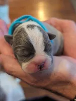 Duke Winters (Blue Collar), a male Boston Terrier for sale in Littleton, CO – 3 of 10