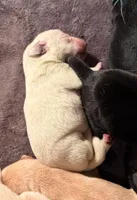 Yellow Male (1), a male Labrador Retriever for sale in Conifer, CO – Photo 1 of 6