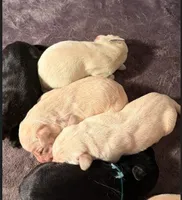 Yellow Male (1), a male Labrador Retriever for sale in Conifer, CO – Photo 6 of 6