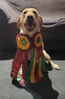 Black Male, a male Labrador Retriever for sale in Conifer, CO – Photo 4 of 4