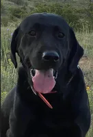 Black Male, a male Labrador Retriever for sale in Conifer, CO – Photo 2 of 4