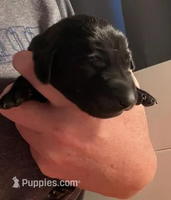 Black Male, a male Labrador Retriever for sale in Conifer, CO – Photo 1 of 4