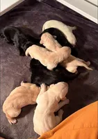 Yellow Male, a male Labrador Retriever for sale in Conifer, CO – Photo 3 of 5