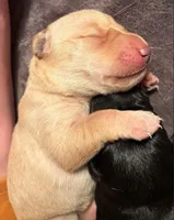 Yellow Male, a male Labrador Retriever for sale in Conifer, CO – Photo 1 of 5