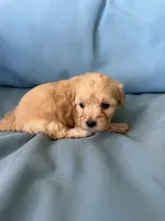 Sake , a female Cavapoo and Coton de Tulear for sale in Avon Park, FL – 2 of 3