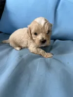 Mae , a female Cavapoo and Coton de Tulear for sale in Avon Park, FL – 2 of 3
