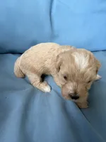 Mae , a female Cavapoo and Coton de Tulear for sale in Avon Park, FL – 3 of 3