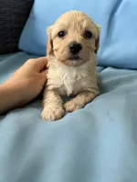 Marilyn , a female Cavapoo and Coton de Tulear for sale in Avon Park, FL – 2 of 4