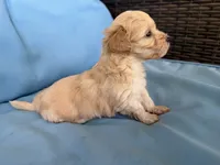 Sake , a female Cavapoo and Coton de Tulear for sale in Avon Park, FL – 3 of 3
