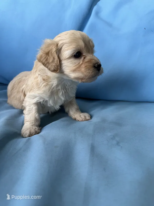 Bette  – Cavapoo, Coton de Tulear puppy for sale in Avon Park, FL