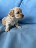 Bette , a female Cavapoo and Coton de Tulear for sale in Avon Park, FL – 1 of 2