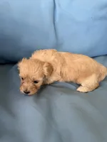 Marilyn , a female Cavapoo and Coton de Tulear for sale in Avon Park, FL – 4 of 4