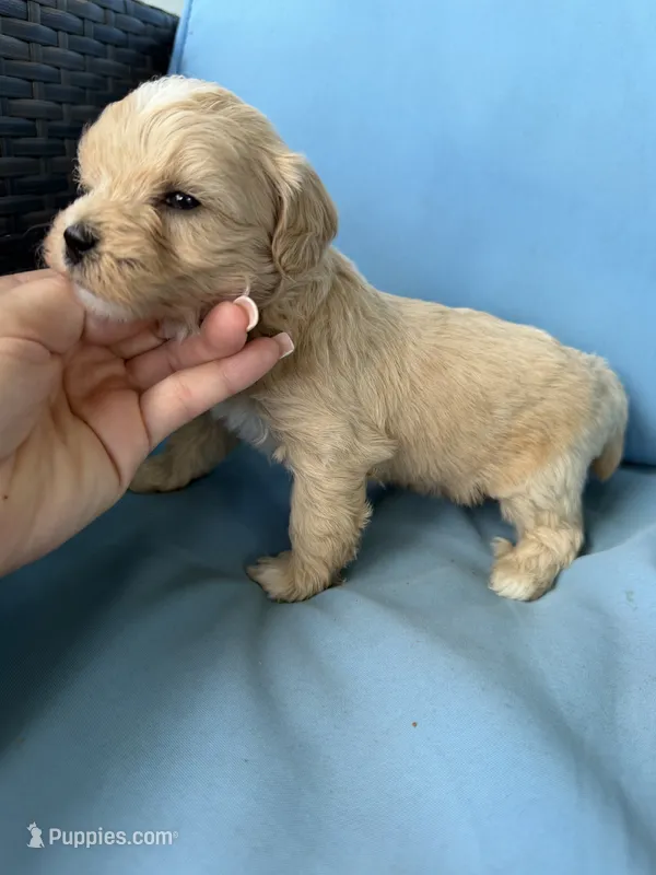 Mae  – Cavapoo, Coton de Tulear puppy for sale in Avon Park, FL