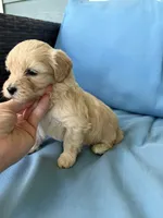 Bette , a female Cavapoo and Coton de Tulear for sale in Avon Park, FL – 2 of 2