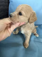 Lana , a female Cavapoo and Coton de Tulear for sale in Avon Park, FL – 2 of 4