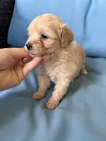Sake , a female Cavapoo and Coton de Tulear for sale in Avon Park, FL – 1 of 3