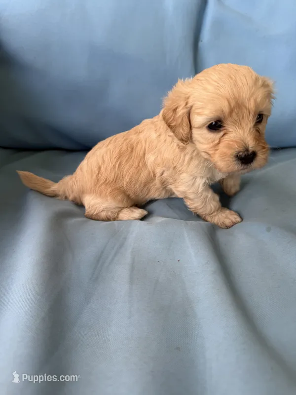 Marilyn  – Cavapoo, Coton de Tulear puppy for sale in Avon Park, FL