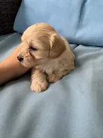 Marilyn , a female Cavapoo and Coton de Tulear for sale in Avon Park, FL – 3 of 4