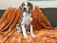 Blue Harlequin Tanpoint , a male Great Dane for sale in Joplin, MO – Photo 5 of 8