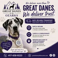 Blue Harlequin Tanpoint , a male Great Dane for sale in Joplin, MO – Photo 8 of 8