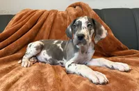 Blue Harlequin Tanpoint , a male Great Dane for sale in Joplin, MO – Photo 4 of 8