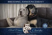 Blue Harlequin Tanpoint , a male Great Dane for sale in Joplin, MO – Photo 7 of 8