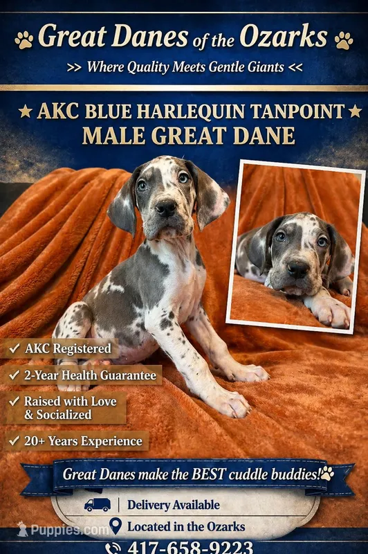 Blue Harlequin Tanpoint , a male Great Dane for sale in Joplin, MO – Photo 1 of 8