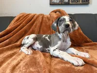 Blue Harlequin Tanpoint , a male Great Dane for sale in Joplin, MO – Photo 6 of 8