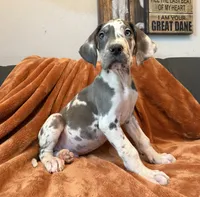 Blue Harlequin Tanpoint , a male Great Dane for sale in Joplin, MO – Photo 3 of 8