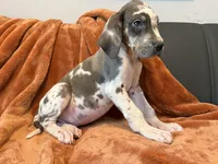 Blue Harlequin Tanpoint , a male Great Dane for sale in Joplin, MO – Photo 2 of 8