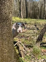 Lilac Harlequin , a female Great Dane for sale in Joplin, MO – Photo 3 of 6