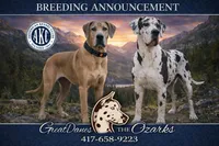 Lilac Harlequin , a female Great Dane for sale in Joplin, MO – Photo 6 of 6