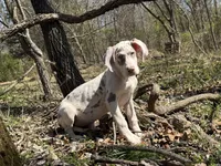 Lilac Harlequin , a female Great Dane for sale in Joplin, MO – Photo 5 of 6