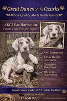 Lilac Harlequin , a female Great Dane for sale in Joplin, MO – Photo 1 of 6